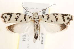 Image of Ethmia hemadelpha Lower 1903