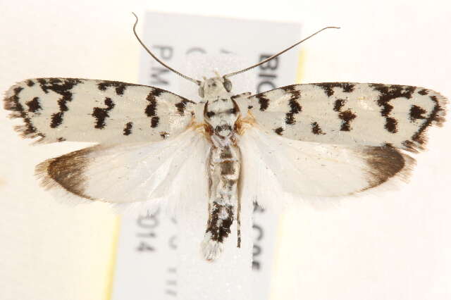 Image of Ethmia hemadelpha Lower 1903