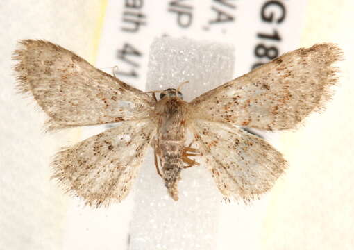 Image of Idaea franconiaria Swinhoe 1902