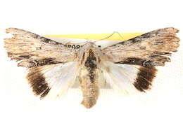 Image of Lyncestis phaeocrossa Turner 1932