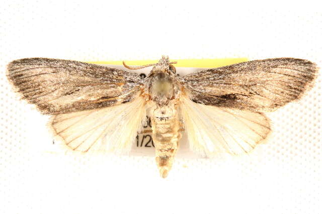 Image of Calophasidia dentifera Hampson 1909