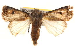 صورة <i>Agrotis emboloma</i>