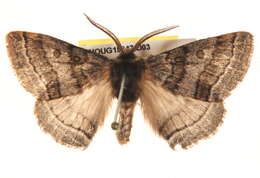 Image of Anthela tetraphrica Turner 1921