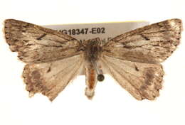 Image of Crypsiphona melanosema Meyrick 1888