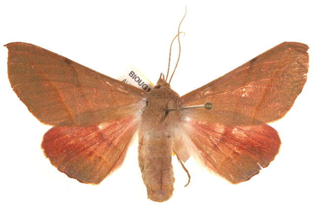 Image of Oenochroma ochripennata Walker 1860