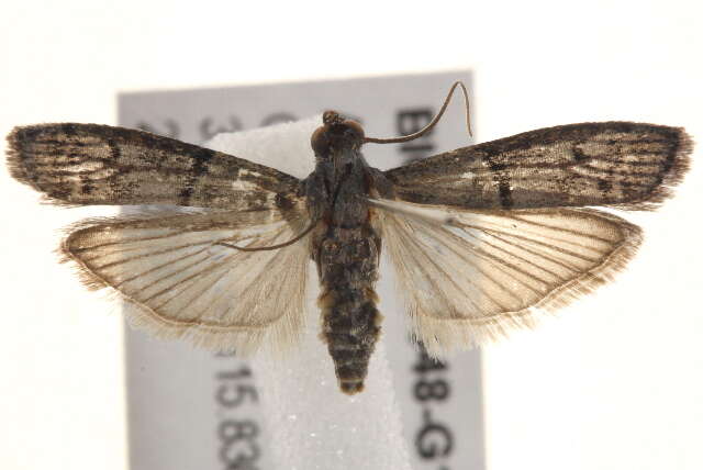 Imagem de Cryptoblabes euraphella Meyrick 1879