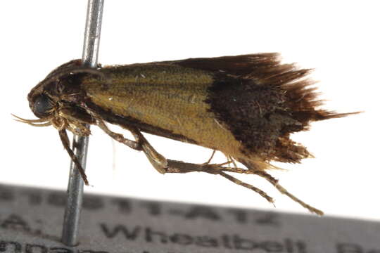 Image of <i>Hemibela hemicalypta</i>