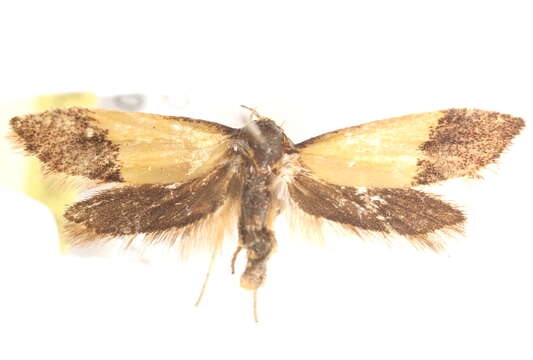 Image of <i>Hemibela hemicalypta</i>