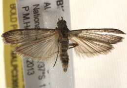 Imagem de Cryptoblabes euraphella Meyrick 1879