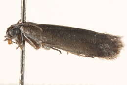 Image of Galacticoidea