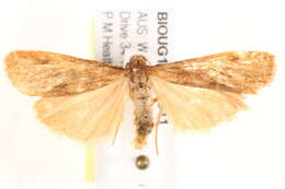 Image of Scoliacma xuthopis Hampson 1914