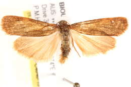 Image of Scoliacma xuthopis Hampson 1914