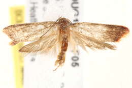 Image of <i>Hemibela callista</i>