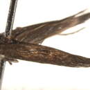 Image of Scythridinae