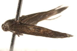 Image of Scythridinae