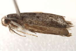 Image of Leptobelistis