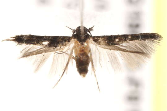 Image of Parametriotinae