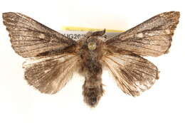 Image of Symphyta colpodes Turner 1924