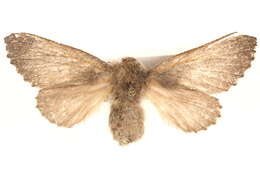 Image of Symphyta colpodes Turner 1924