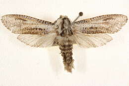 صورة <i>Endoxyla lituratus</i>