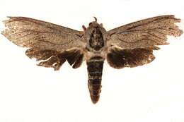 Image of <i>Endoxyla cinereus</i>