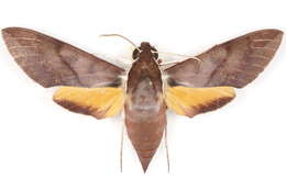 Image of Gnathothlibus Wallengren 1858