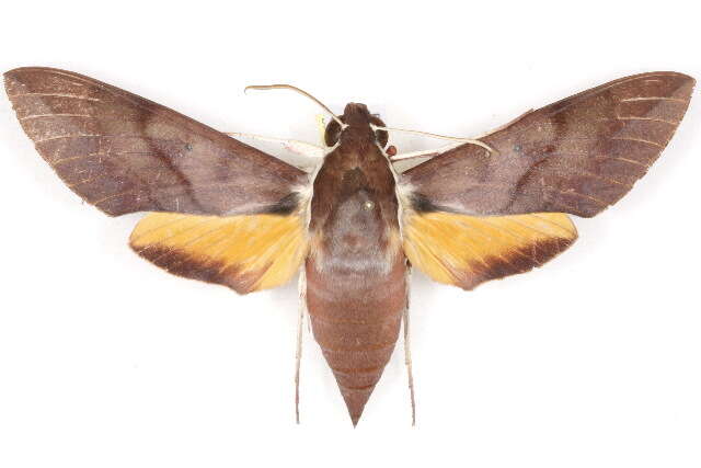 Image of Gnathothlibus Wallengren 1858