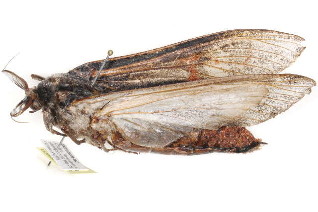 Image of <i>Endoxyla mackeri</i>