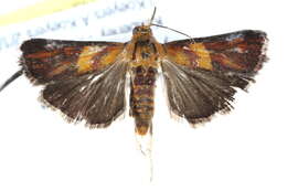 Image of Etiella walsinghamella Ragonot 1888