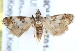 Image of Eurhythma cataxia Turner 1913