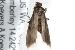 Image of Araeomorpha diplopa