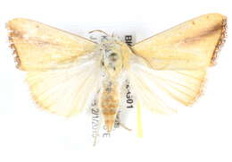 Image of Xanthodes congenita Hampson 1912