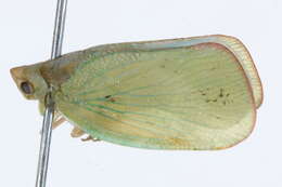 Image of flatid planthoppers
