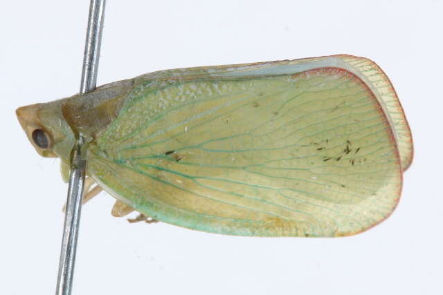 Image of flatid planthoppers