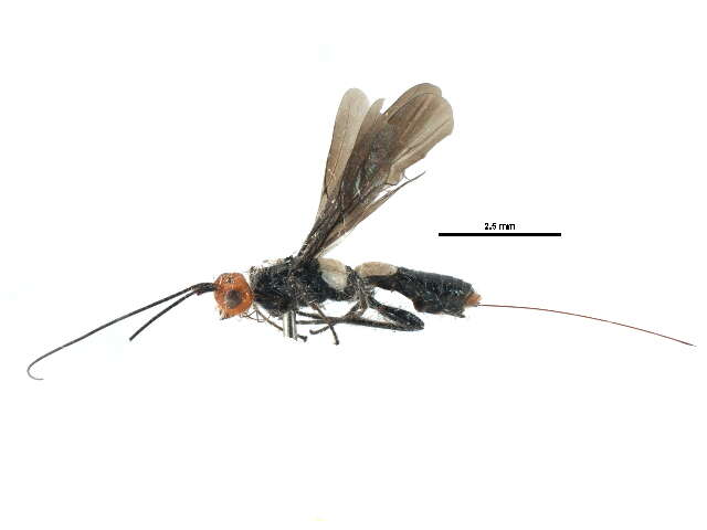Слика од <i>Syngaster lepidus</i>