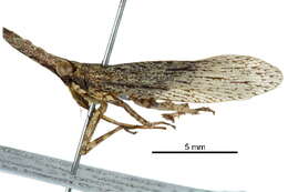 Image of fulgorid planthoppers