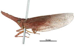 Image of dictyopharid planthoppers