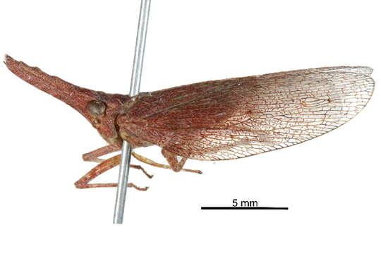 Image of dictyopharid planthoppers