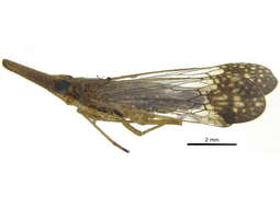 Image of dictyopharid planthoppers