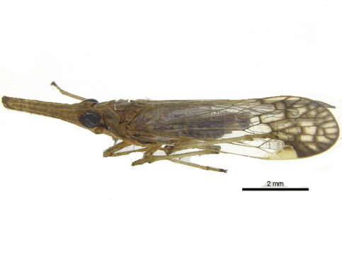 Image of dictyopharid planthoppers