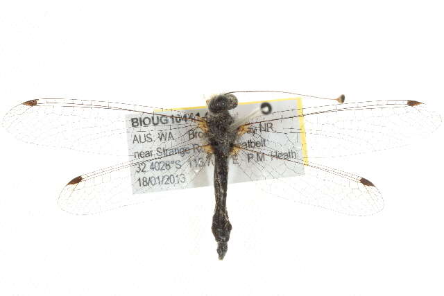 Image de Ascalaphidae