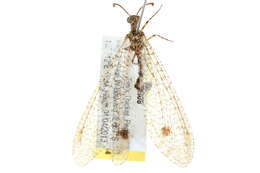 Image de Myrmeleontinae