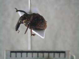 Image of <i>Pantherophis obsoletus</i>