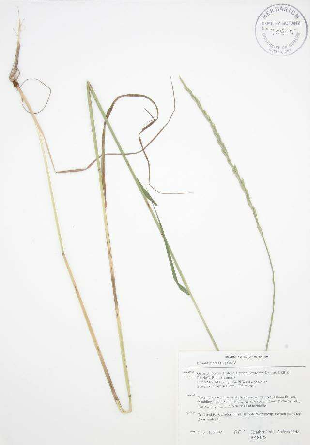 Image of quackgrass