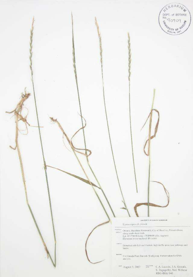 Image of quackgrass