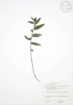 Image of Hoary Willowherb