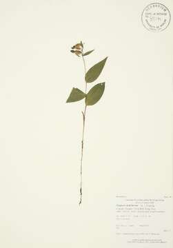 Image of Broad-leaved Helleborine