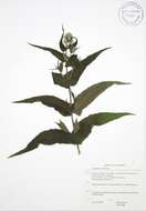 Eupatorium perfoliatum L. resmi