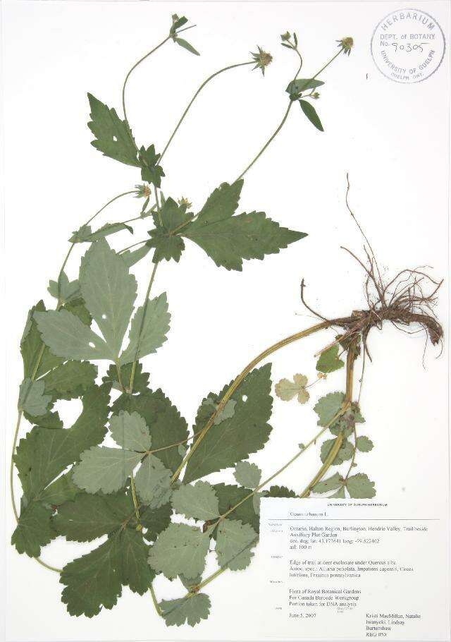 Image of Wood Avens