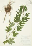 Image of common motherwort